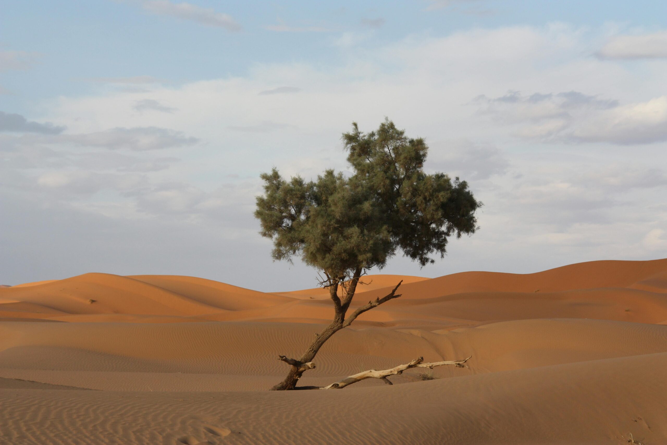 Sahara tree